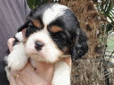À réserver, 5 chiots Cavalier King Charles (LOF)