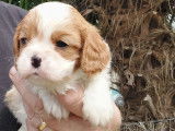 À réserver, 5 chiots Cavalier King Charles (LOF)