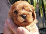 À réserver, 5 chiots Cavalier King Charles (LOF)