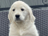 2 chiots Golden Retriever LOF à vendre