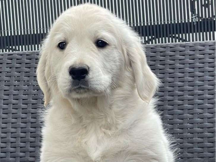 2 chiots Golden Retriever LOF à vendre