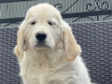 2 chiots Golden Retriever LOF à vendre
