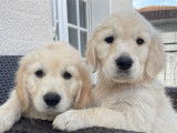 2 chiots Golden Retriever LOF à vendre