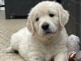 2 chiots Golden Retriever LOF à vendre