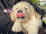 2 chiots Golden Retriever LOF à vendre