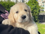 2 chiots Golden Retriever LOF à vendre