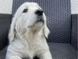 2 chiots Golden Retriever LOF à vendre