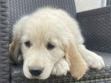 2 chiots Golden Retriever LOF à vendre