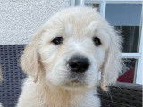 2 chiots Golden Retriever LOF à vendre