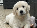 2 chiots Golden Retriever LOF à vendre