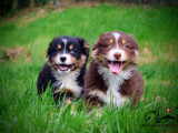 2 chiots femelles Berger Australien LOF à vendre