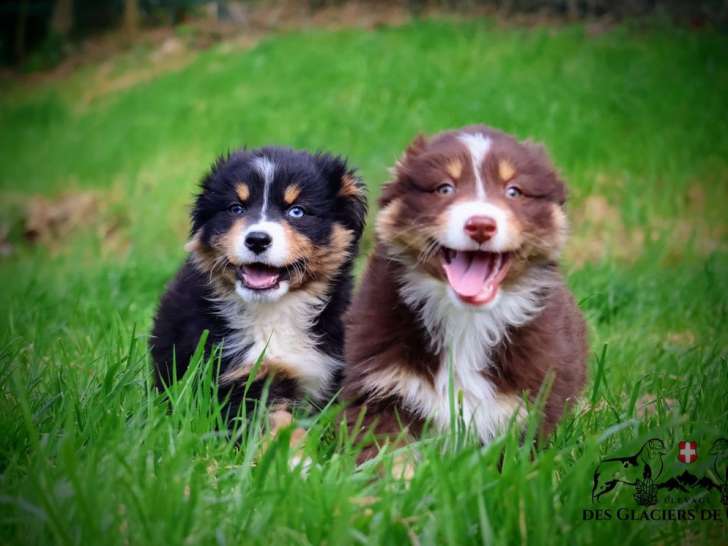 2 chiots femelles Berger Australien LOF à vendre