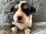 À réserver, 5 chiots Welsh Corgi Cardigan (LOF)