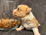 À réserver, 5 chiots Welsh Corgi Cardigan (LOF)