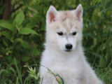 6 chiots Husky Sibérien LOF à réserver