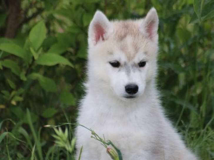 6 chiots Husky Sibérien LOF à réserver