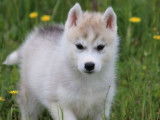 6 chiots Husky Sibérien LOF à réserver
