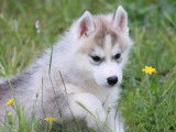 6 chiots Husky Sibérien LOF à réserver