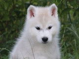 6 chiots Husky Sibérien LOF à réserver