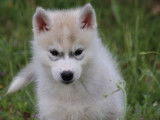 6 chiots Husky Sibérien LOF à réserver