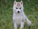 6 chiots Husky Sibérien LOF à réserver