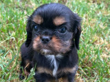 3 chiots Cavalier King Charles disponibles à la réservation (LOF)