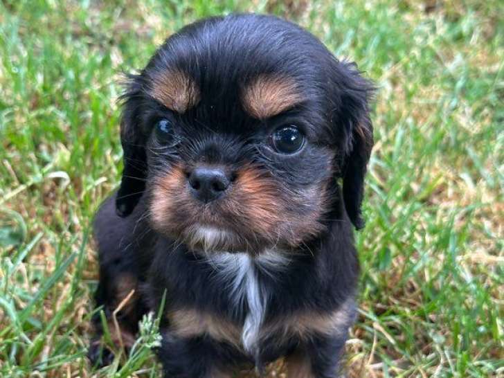 3 chiots Cavalier King Charles disponibles à la réservation (LOF)