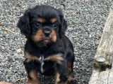 3 chiots Cavalier King Charles disponibles à la réservation (LOF)