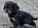 3 chiots Cavalier King Charles disponibles à la réservation (LOF)