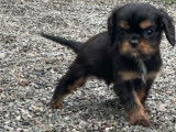 3 chiots Cavalier King Charles disponibles à la réservation (LOF)