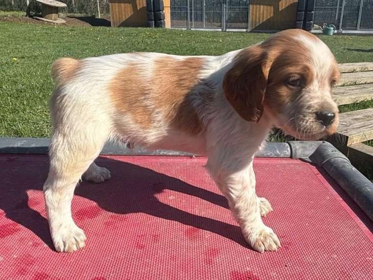 Réservation ouverte pour 7 chiots mâles Épagneul Breton (LOF)