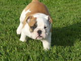 À vendre, 4 chiots femelles Bulldog Anglais (LOF)