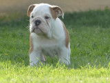 À vendre, 4 chiots femelles Bulldog Anglais (LOF)