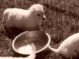 À réserver, 8 chiots Berger Blanc Suisse (LOF)