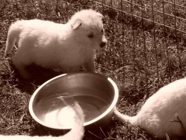 À réserver, 8 chiots Berger Blanc Suisse (LOF)