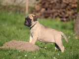 Des chiots Bullmastiff LOF disponibles à l’achat