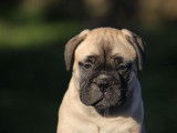 Des chiots Bullmastiff LOF disponibles à l’achat