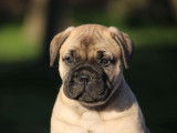 Des chiots Bullmastiff LOF disponibles à l’achat