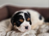 À réserver, 2 chiots femelles Cavalier King Charles LOF