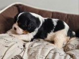À réserver, 2 chiots femelles Cavalier King Charles LOF