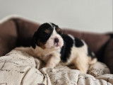 À réserver, 2 chiots femelles Cavalier King Charles LOF