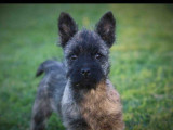 À vendre, un chiot femelle Cairn Terrier bringée (LOF)
