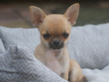 À vendre, 1 chiot mâle Chihuahua LOF