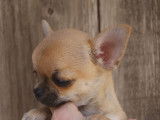 À vendre, 1 chiot mâle Chihuahua LOF