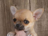 À vendre, 1 chiot mâle Chihuahua LOF