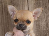 À vendre, 1 chiot mâle Chihuahua LOF