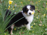 1 chiot femelle Berger Australien LOF disponible à la vente