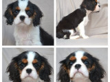 2 chiots mâles Cavalier King Charles LOF disponibles à la réservation