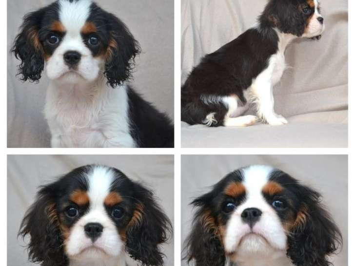 2 chiots mâles Cavalier King Charles LOF disponibles à la réservation