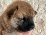 Chiots Shiba Inu LOF à vendre